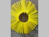 Sweeper brush for Uemme Manta 1800 HD Photo 2 thumbnail