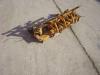 Pedal assembly for DOZER FL20 Photo 1 thumbnail