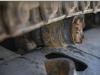 Caterpillar 321D Photo 23 thumbnail