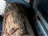 Balfor CONTINENTAL 414 C JOY TRIFASE 15 KW o AZIONATA a TRATTORE Photo 21 thumbnail