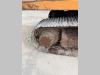 Fiat Hitachi FH200E-3 Photo 7 thumbnail