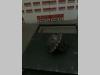 Translation motor for Neuson 3402 Photo 3 thumbnail