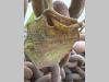 Chain Photo 3 thumbnail