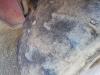 Manitou MRT1530 Photo 11 thumbnail