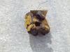 Propeller shaft for Caterpillar 920  -  POSTERIORE - Photo 3 thumbnail