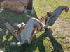 Venieri 601 Photo 15 thumbnail