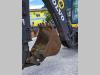 Volvo BL71 Photo 17 thumbnail