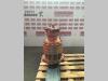 Swing motor for Fiat Hitachi FH200E Photo 1 thumbnail