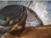 De Buf BETON MIXER/MALAXEUR/MISCHER 12M3 Photo 8 thumbnail