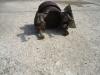 Flange coupling for Fiat Kobelco W270 Photo 3 thumbnail