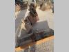 Volvo EC35C Photo 9 thumbnail