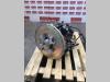 Hydraulic pump for New Holland E385 Photo 2 thumbnail