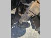 Dynapac F161 W Photo 18 thumbnail