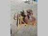 Idler wheel for ZAXIS 240.3 e 210 Photo 1 thumbnail