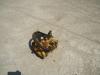 Steering clutch distributor for FIAT ALLIS - DOZER FL20 - FD20 Photo 1 thumbnail