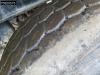 Schmitz SGF*S3 3 axles Lift Axle Cramaro Alcoa Photo 16 thumbnail