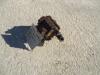Transmission hydraulic pump for Fiat Allis FL9 Photo 2 thumbnail