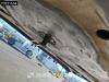 Krone SD Tailgate Lift Axle LBW Antivandlism Photo 28 thumbnail