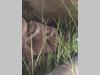 Meccanica Corsetti TRM Photo 10 thumbnail