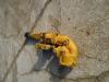 Transmission cooler for Caterpillar CAT 920 - MOTORE 3304- Photo 3 thumbnail