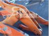 Arm for loaders for Fiat Hitachi W 270 Photo 2 thumbnail